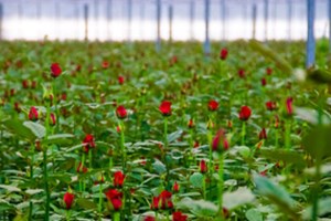 A bunch of great reasons to buy Australian Grown flowers this Valentine’s Day